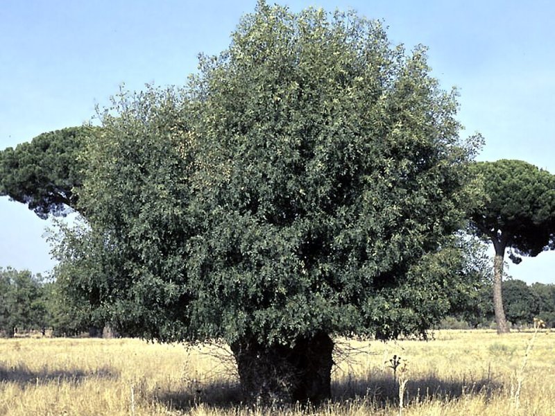 Imagen de Boadilla del Monte - Ciudad con cartelera teatral