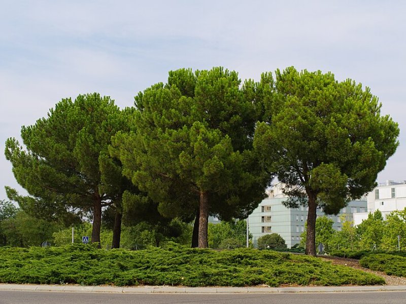 Castejón de Henares