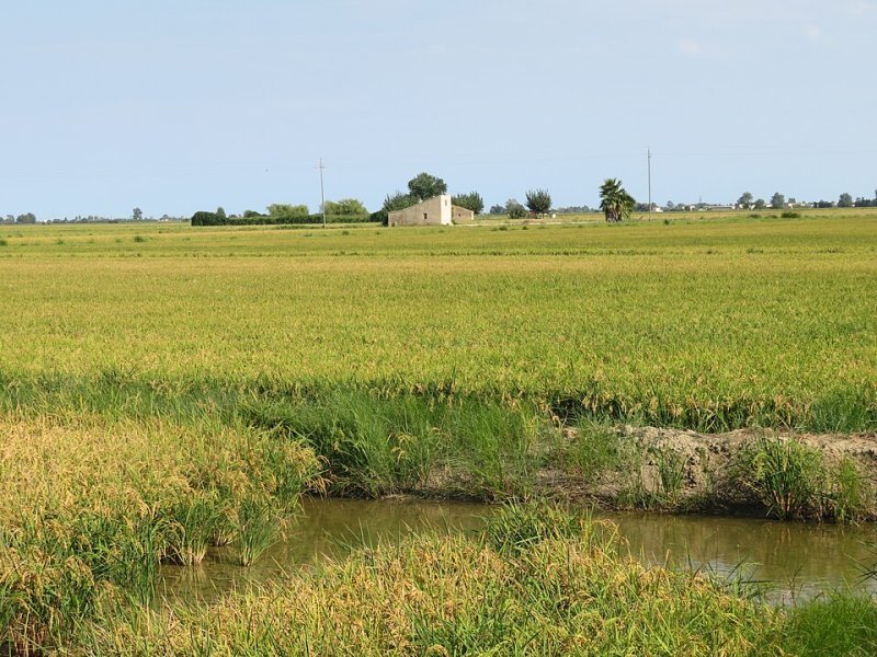 Imagen de Deltebre - Ciudad con cartelera teatral