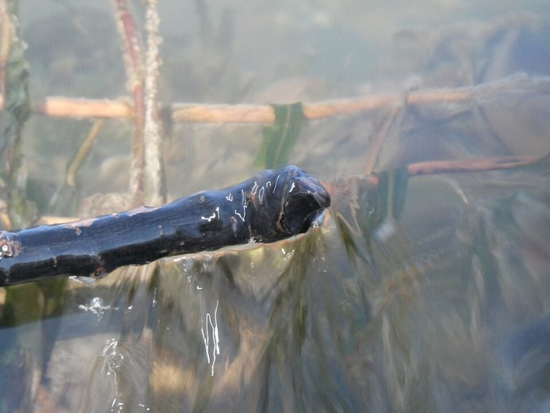 Fuentidueña de Tajo