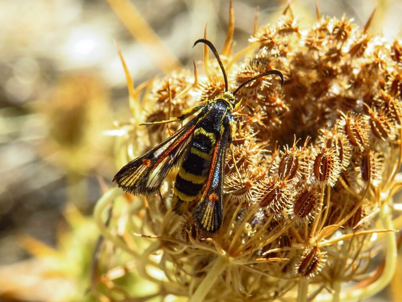 Monforte de la Sierra