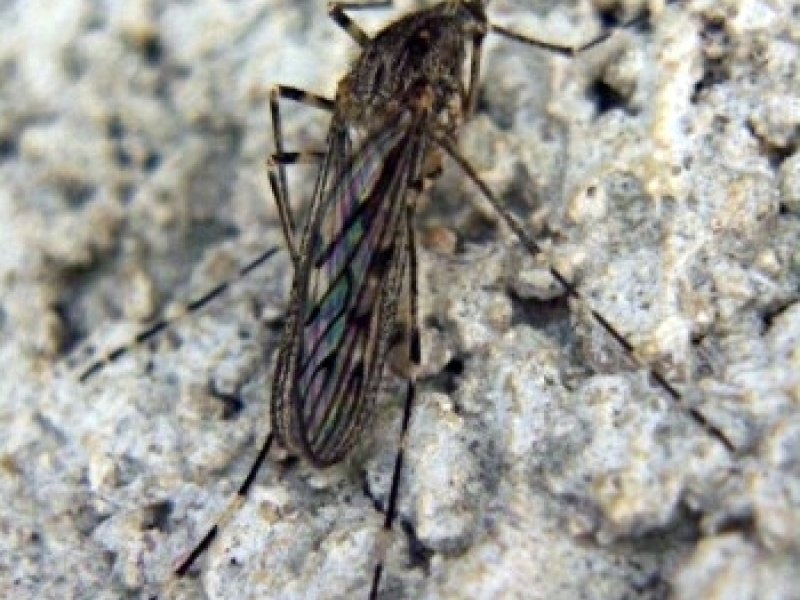 Imagen de PEÑÍSCOLA (CASTELLÓN) - Ciudad con cartelera teatral