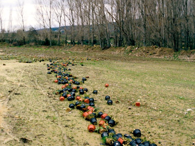 Torremocha de Jarama