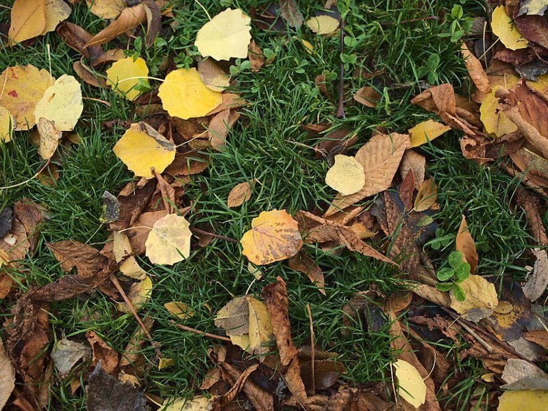 Imagen de Leaves - General en Madrid