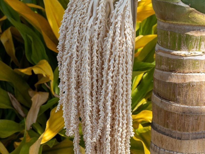 Vista principal del teatro PALMETUM ubicado en Santa Cruz de Tenerife. Espacio cultural para eventos y espectáculos