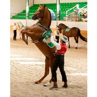 Ritmo a Caballo