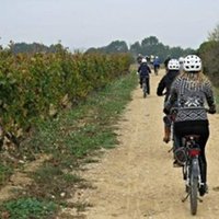 Visita bodega y ruta en bici entre viñas