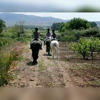 Visita a bodega con cata y ruta a caballo