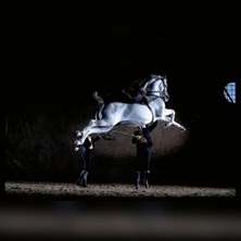Cartel de Como bailan los caballos andaluces - Otros en Fundación Real Escuela Andaluza de Arte Ecuestre
